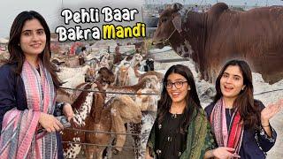 Zindagi Mein Pehli Baar Bakra Mandi Gai  | Cow Ne Attack Kar Diya 