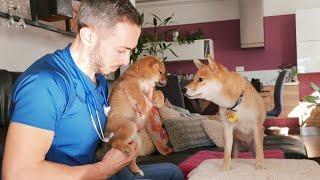 Oji's Medical checkup (Part2) - Shiba Inu Puppy