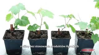 Polskie Aminokwasy Agrosorb - Radiculum - Doświadczenie na winogornach