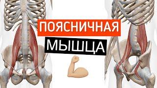 Большая и малая поясничные мышцы. Musculus psoas major & minor. Мышцы таза Анатомия человека 3Д