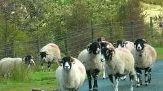 ENGLAND Yorkshire Dales (James Herriot country)