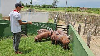 Suínos Pietrain e Pietrain Com Duroc Disponíveis Suinocultura JD 