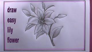 how to draw lily flower easy/lily flower drawing