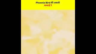 Phoenix Bird Kon Thie ? #ytshorts