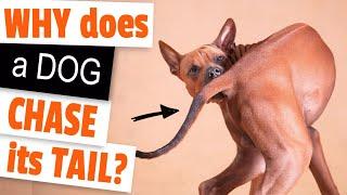 WHY does a DOG CHASE its TAIL?