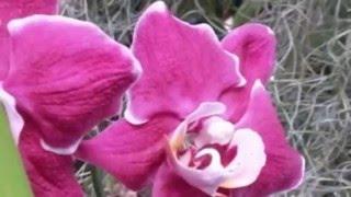 The Beauty of Phalaenopsis Orchids