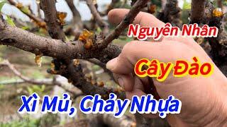 Đào Tết -Bệnh xì mủ trên cây đào nguyên nhân từ đâu?- Vườn Nhà Bon (p73)#daotet #vuonnhabon