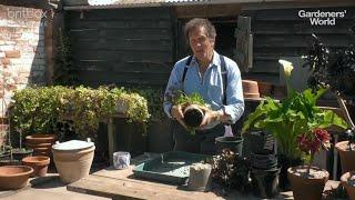 Dividing Perennials with Monty Don - Get More Plants for the Price of One!