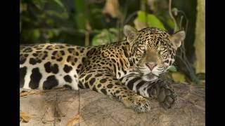 Jaguars of the Pantanal