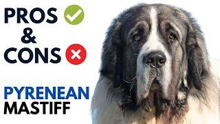 Pyrenean Mastiff Pros and Cons | Mastín del Pirineo Dog Advantages and Disadvantages