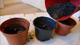 Transplanting Germinated Tree Peony Seeds Into Compost