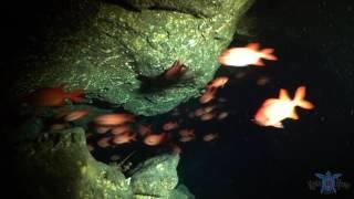 Scuba Diving Kona, Hawaii - Lobster Cave | Kona Honu Divers