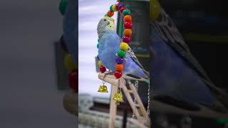 15 seconds of budgies swinging joyfully! #shorts