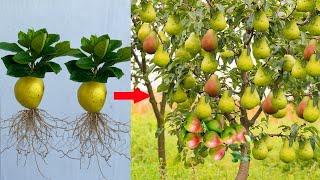 New Diy Growing Pear tree from Pear fruit Using Papaya With Quick And Easy techniques 100% Success