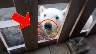 Mouth stuck in can, bear cries to man's house begging for help