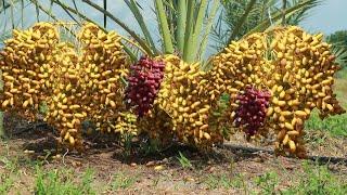 Agriculture Technology  -  How to Grow and Care Date Palm Trees