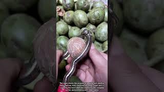 How Do You Remove Walnut Shells and Get a Whole Kernel?