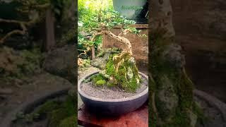 Mame Bonsai Sancang Premna Microphila