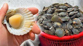 Harvesting THOUSANDS of Dollars of Scallops (Commercial Bay Scallop Fishing)