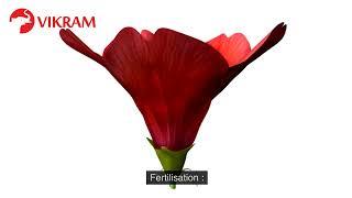 FERTILISATION