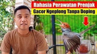 Perawatan Burung Prenjak Agar Cepat Gacor || Cara Membuat Burung Prenjak Gacor