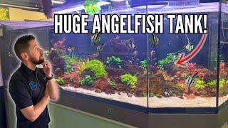 1,000L Freshwater Angelfish Aquarium! (Tour)