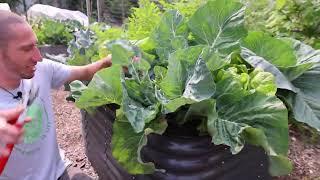 Jaw-Dropping Backyard Gardening Harvest 