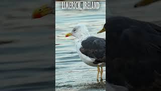  #limerickcity  #ireland  #herons  #seagull  #shannonriver   #birds   #videography   #cityscape