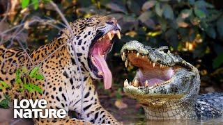 Jaguar Vs Caiman Crocodile EPIC Showdown | Love Nature