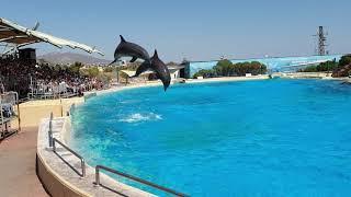 Dolphin show in Attica Zoological Park