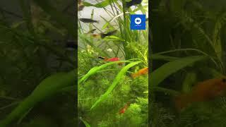 Какой грунт купить в аквариум ?
