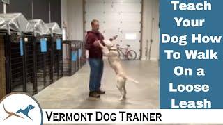 Yellow Lab Being Taught to Walk Nicely On Leash