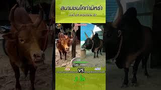 *คู่เอกพิเศษ ตี๋เล็ก vs มาโชว์ #สนามชนโคท่ามิหรำ วันที่ 24 พฤษภาคม 67 #วัวชน1bull