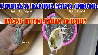 Cara Pembiakan @ Culture Daphnia Magna / Kutu Air menggunakan Uncang Kutoo paling ringkas (indoor)