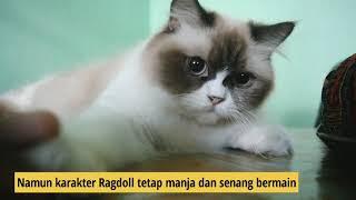 Keunikan Kucing Ragdoll