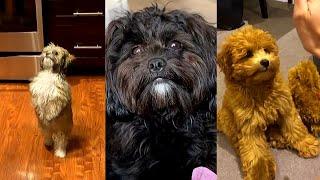 Aww Cute Puppies doing funny things -Shih Poo breed Videos Compilation 2020