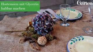 Deko: Hortensien mit Glycerin haltbar machen