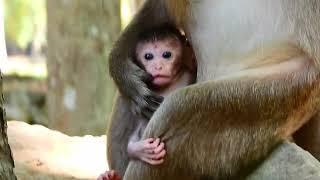 Cute baby JASPER want play with adult monkey so much but Mom hug him forever.