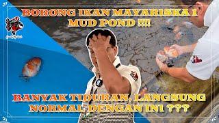 BORONG IKAN MAYARISKA 1 MUD POND !!!! BANYAK YANG TIDURAN NORMAL DENGAN INI ???