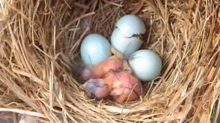 Bluebird Hatching