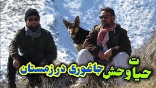 حیات وحش جاغوری در زمستان | Wildlife of Jaghori in winter"