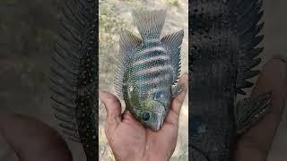 Tiger pamplet Fish Release Please subscribe #FishHunterAnwar #Shortvideo