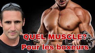 LE muscle le plus important pour les boxeurs