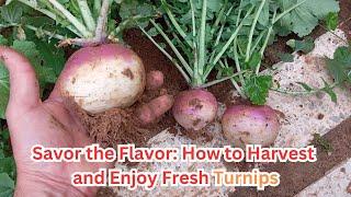 Savor the Flavor: How to Harvest and Enjoy Fresh Turnips#turnip #gardeningtips #gardening #turnips