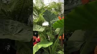 Elephant Ear (giant taro) #shorts