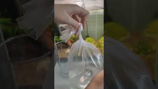 Выпускаем рыбку в аквариум #рыбки #aquarium #aquascapeaquarium #aquascape #fishtankdesign #растения