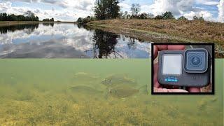 GoPro Hero 10 Black underwater pond testing-Southern Illinois pond fish