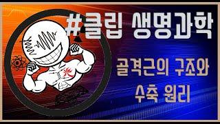 [클립 생명과학] 골격근의 구조와 수축 원리