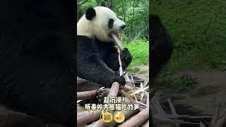 The sound of pandas eating bamboo shoots is too loud #Shorts