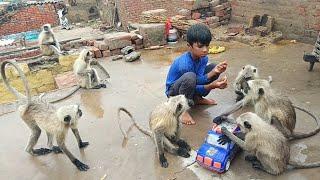 so little cute baby with monkey //monkey video//funny monkey video